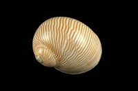 藏品(細紋玉螺)的圖片